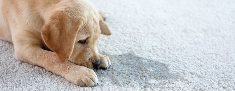 Preventing Pet-Related Carpet Issues